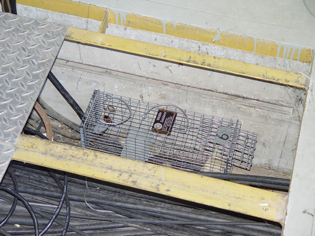 cage trap rat